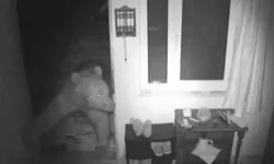 Trabzon’da Yayla Evlerine Giren Bozayılar Kamerada