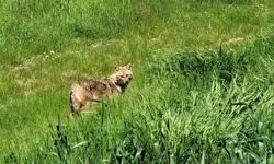 Sultanköy’de Tarlada Nadir Çakal Görüntülendi