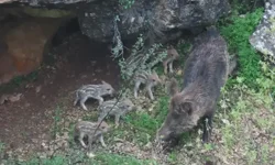 Gökçebağ Kırsalında Yaban Domuzları Görüntülendi