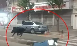 Batman’da Yaban Domuzu Saldırısı: 3 Yaralı Taburcu