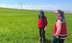 Bor’da Bitkisel Üretimde Saha Kontrolleri Sürüyor