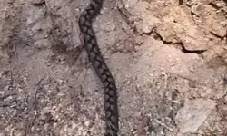 Bolu’da Kafkas Burunlu Engerek Yılanı Görüntülendi