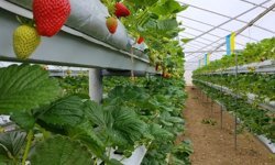 Erbaa’da Topraksız Tarımda İlk Hasat: Modern Yöntem Umut Oldu