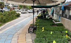 Erbaa’da Fide Sezonu Açıldı: Domates, Biber ve Patlıcan Fideleri Tezgâhta