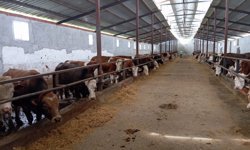Erbaa’da Kurban Mesaisi: Trakya Yolcusu Hayvanlara Sıkı Denetim!