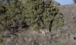 Oltu’da Vaşak Dron Kamerasına Yakalandı