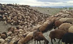 Iğdır’da Arı Saldırısı: Bin Koyun Telef Oldu