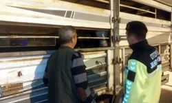 Havsa'da Belgesiz Hayvan Sevkine Ağır Darbe: 42 Bin TL Ceza!