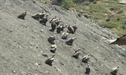 Özveren Köyü’nde Akbaba Sürüsü Görüldü