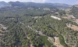 Mersin’de Ormanlara Giriş Yasaklandı