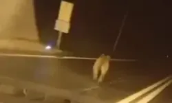 Duroğlu Tüneli’nde Bozayı Görüntülendi