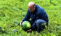 Adana’da Karpuz Hasadı Başladı: Tarlada Kilosu 25 TL