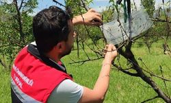 Turhal’da Meyve Bahçelerinde "Erken Uyarı, Etkin Mücadele" Dönemi