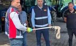 Vinçle Kaldırılan Otomobilin Motor Bölümündeki Yılan Çıkarıldı