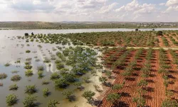 Su Altında Kalan Fıstık Bahçeleri Dronla Görüntülendi