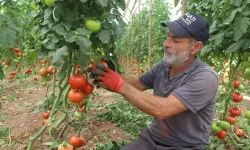Antalya'da Yazlık Domates Hasadı Başladı