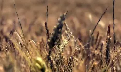 Edirne'de Son Yağışlarla Buğdayda Verim Beklentisi Arttı