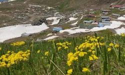 Artvin’de Haziran Ayında Karla Mücadele
