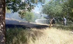 Hatay’da Zeytinlik Yangını: Çok Sayıda Ağaç Zarar Gördü