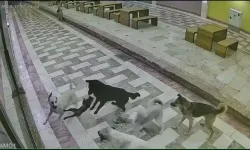 Sahipsiz Köpeklerin Saldırdığı Kedi Öldü