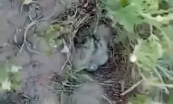 Şantiyede Örnek Davranış: Kuş Yuvası Koruma Altına Alındı