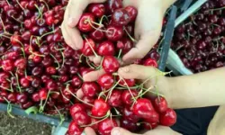 Gaziantep'te Önce Kuraklık Sonra Fırtınadan Etkilenen Kiraz, İhraç Edilemeyecek