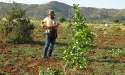 Gercüş'te Fıstıkta Aşılama Sezonu Başladı