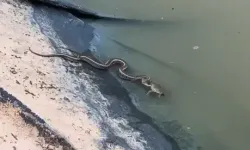 Su Yılanının Yemeye Çalıştığı Kurbağayı Ağzından Kaçırdığı Anlar Kamerada