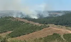 Adana'da Anız Yangınında Alevler Ormana Sıçradı