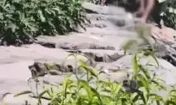 Avcılar'da Köpeğe Şiddet Uygulayan Şüpheli Tutuklandı