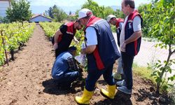 Niksar’da  Bağlar Mercek Altında: Kimyasal İlaçsız, Güvenilir Üretim Dönemi