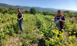Tokat'ta Güvenli Gıda İçin Saha Mesaisi: Asma Yaprağı Numune Alımları Başladı!