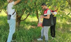 Turhal’da Güvenilir Gıda Mesaisi: Kiraz Üretimine Sıkı Denetim