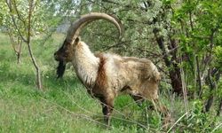 Tokat’ta Yaban Keçisi Av Kotası İçin Başvurular Başladı
