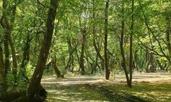 Tokat ve Çevre İllerde Ormanlara Giriş Yasaklandı: İdari ve Adli Ceza Uygulanacak!