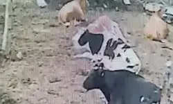 Mandıraya Giren 2 Kurdun Buzağıyı Yaraladığı Anlar Kamerada
