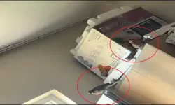Pencereden Girip Evine Yuva Yapan Kumruya Sahip Çıktı