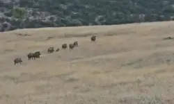 Gercüş'te Yaban Domuzu Sürüsü Görüntülendi