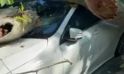 Asırlık Çınar Ağacı Park Halindeki Otomobilin Üzerine Devrildi