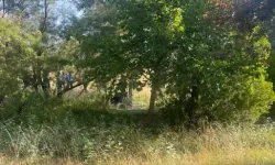 Ağaçlık Alanda Ölü Bulundu