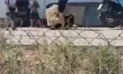 Elinde Bıçakla Yere Yatırdığı Eşini Dövdü