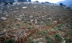 Hatay’da Dağ Ceylanlarının Tek Sıra Halinde İlerlediği Anlar Fotokapanda