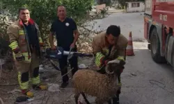Dikenli Tellere Takılan Koyunu İtfaiye Kurtardı