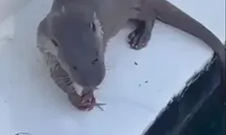 Su Samuru Limanda Çevredekilerin Attığı Balıkları Yedi