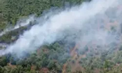 Adana'da Orman Yangını Çıktı