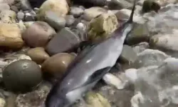 Bartın'da Ölü Yunus Kıyıya Vurdu