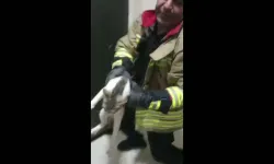 Asansör Boşluğuna Düşen Kedi Kurtarıldı