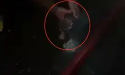 Büfede Çıkan Yangında Mahsur Kalan Kedi Kurtarıldı