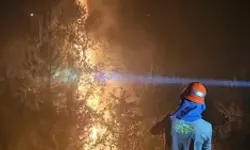Aydın'da Orman Yangınında 20 Dekar Alan Zarar Gördü