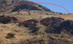 Elazığ'da Sürü Halinde Gezen Yaban Keçileri Görüntülendi